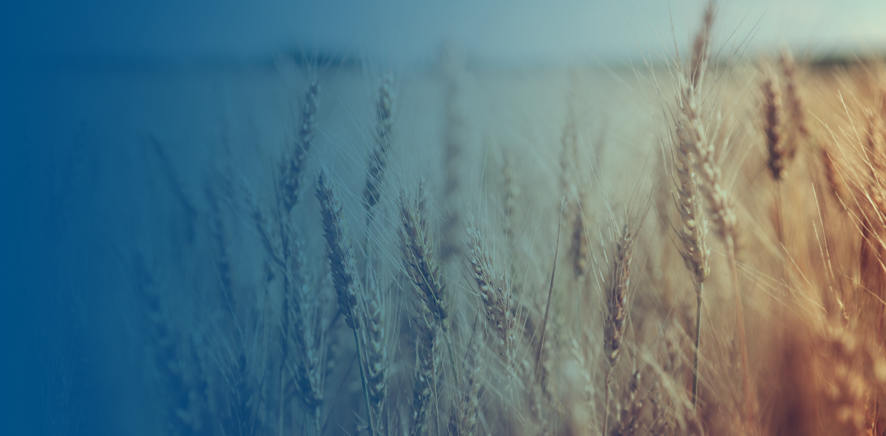 environmental-wheat-header-1920x945