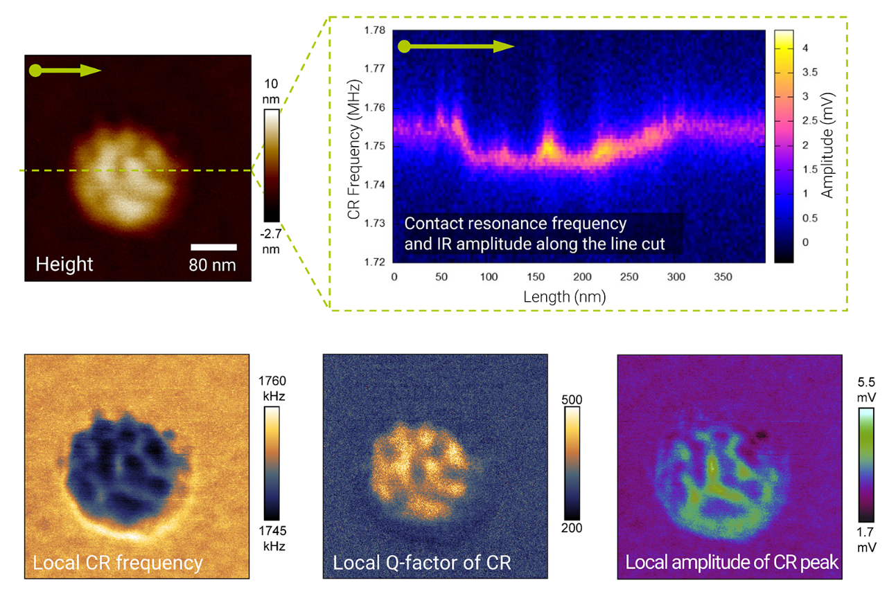 ComprehensiveDatasets-refv-afm-ir--v2-BRUKER