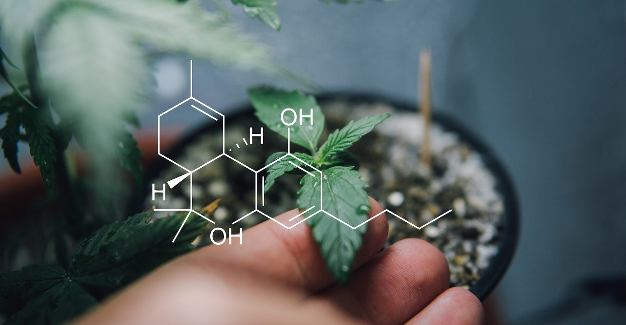 Cannabinoid