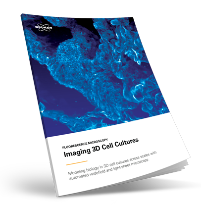 E-Book: Light-Sheet Imaging 3D Cell Cultures | Bruker