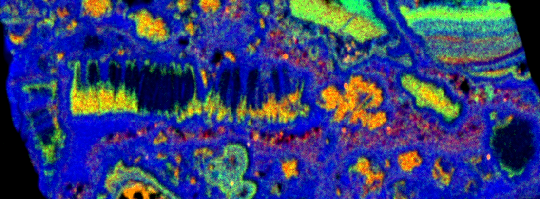 Elemental map of mineral taken using micro-XRF on SEM