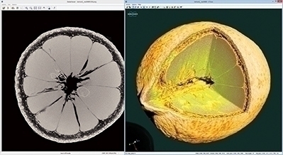 Reconstructed slice and volume rendering of the inside of a lemon