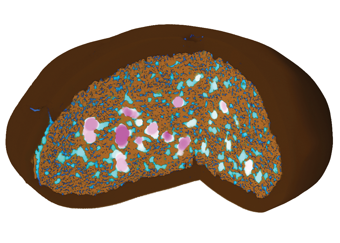 3D X-ray image showing the internal structure of a baked cookie. A large number of pores can be seen indicating significant aeration. Each pore is color-coded according to its size.