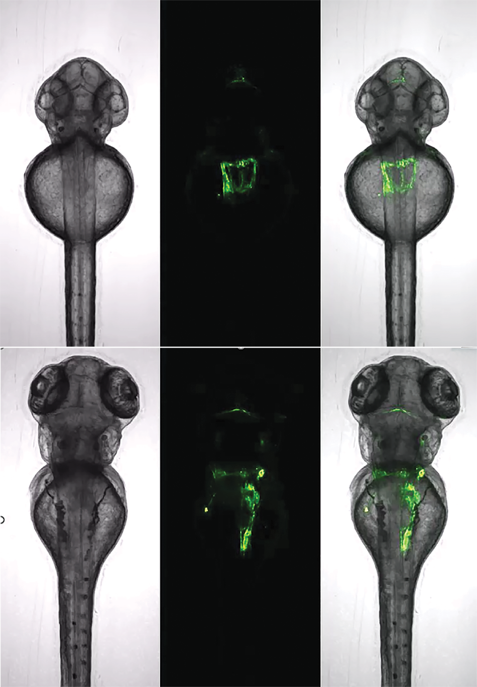 Image shows zebrafish kidney analysis over 29 hours using a single dorsally oriented embryo from a 96-well plate, with start (top) and end (bottom) images.