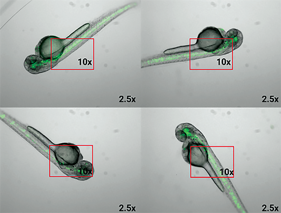 Figure 1 shows tissue at 2.5x magnification with red rectangles marking 10x fields of view, illustrating how random orientation creates challenges for data analysis.