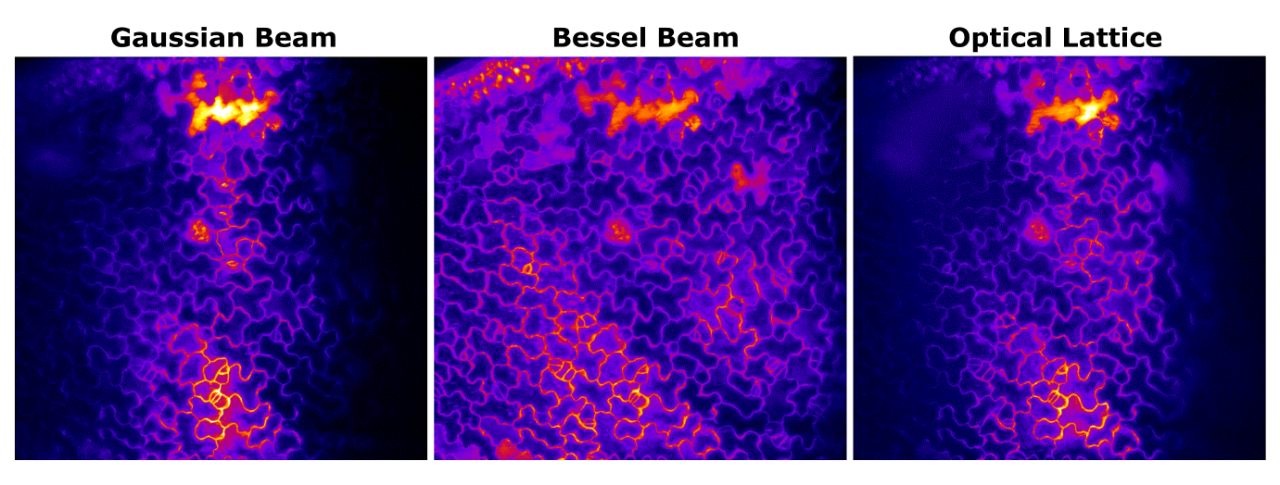 Arabidopsis leaf images obtained using a Gaussian Beam
