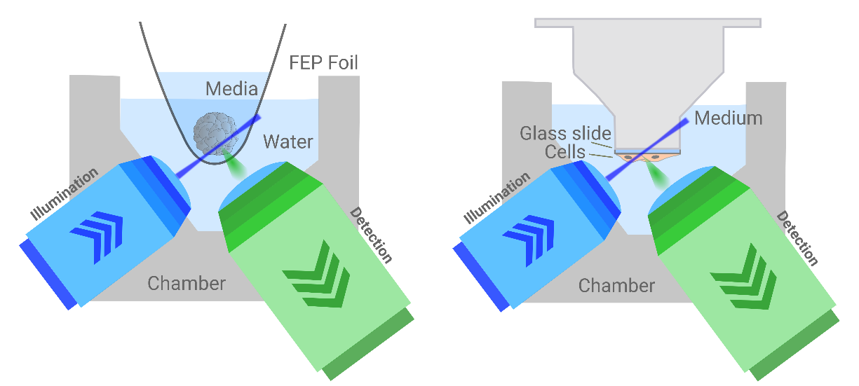 Organoid imaging with TruLive3D dishes by ibidi GmbH (left). Cells seeded on cover glass, imaged with a glass slide adapter (right).