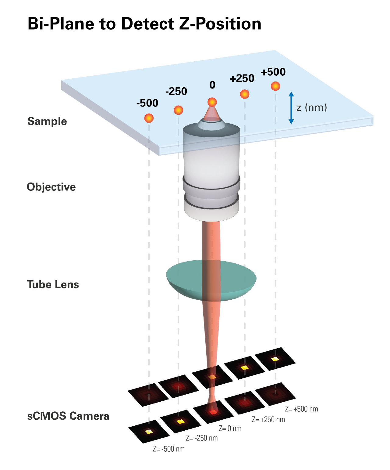 Bi-plane detection to determine the z-position of a dye molecule.