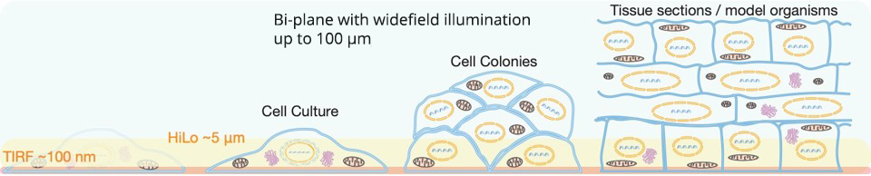 The sample illumination determines how thick a sample can be measured with a super-resolution microscope.