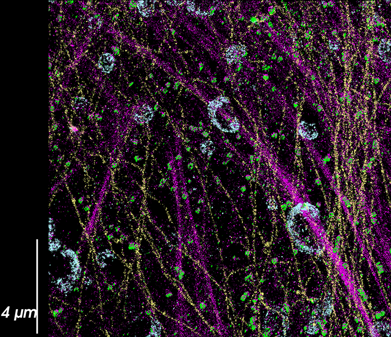 Ultra-resolution DNA-PAINT imaging of clathrin cages, actin, tubulin and mitochondria