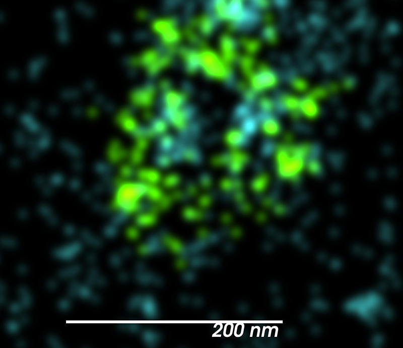 Close up view of a clathrin cage and its associated actin cytoskeleton captured using DNA-PAINT