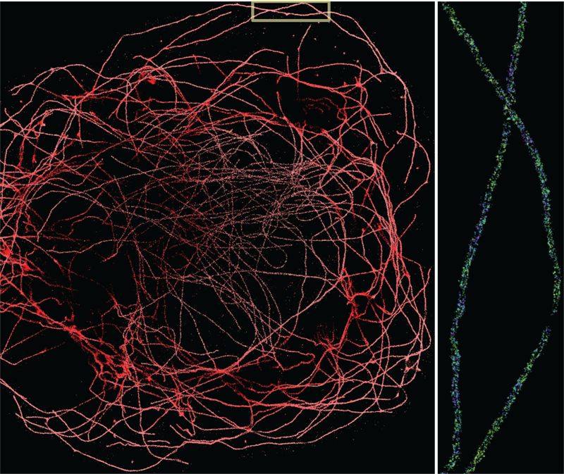 DNA-PAINT of microtubules; super-resolution imaging of the tubulin network in cells with a water objective. 