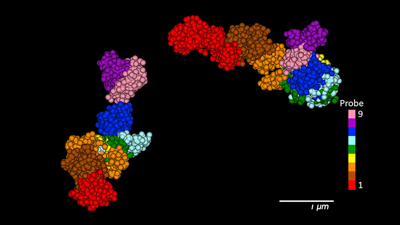 9-step OligoSTORM walk spanning 8.16 Mbs along both homologs of human Chromosome 19. Courtesy of Guy Nir and Ting Wu, Harvard University. 