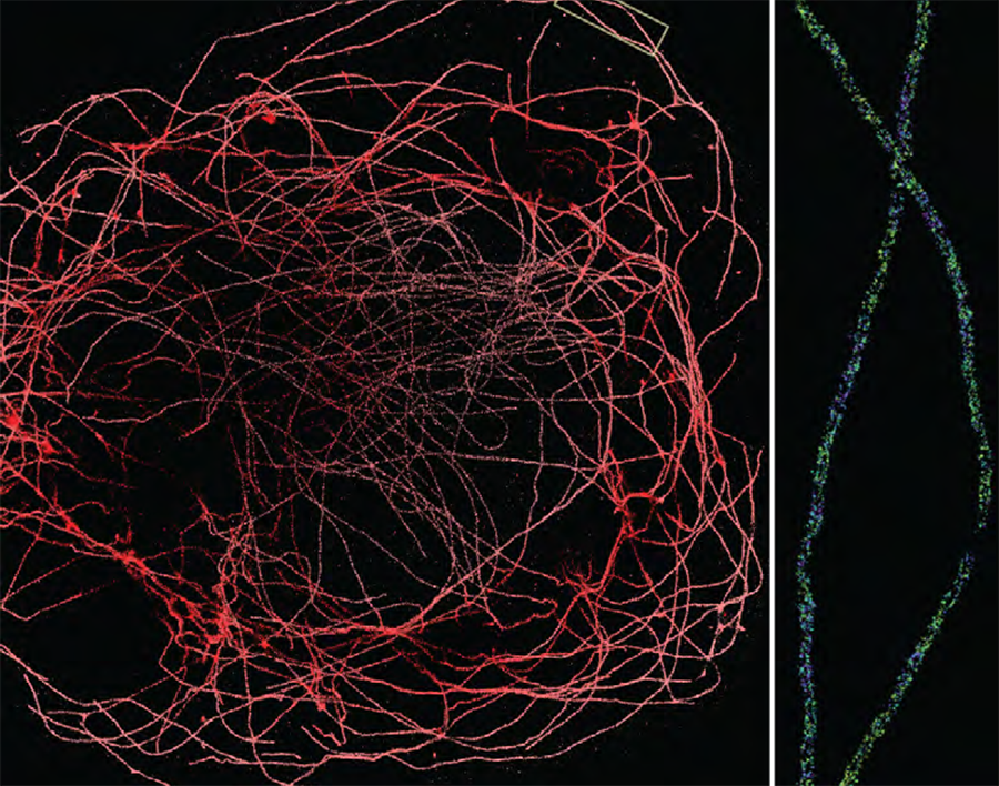 DNA-PAINT imaging of BSC1 cells stained with antitubulin using secondary antibodies from Massive-Photonics.