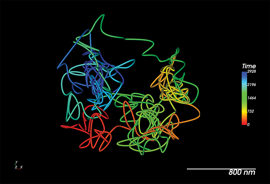 Single RNA molecule tracked live using MS2/MCP in a living organism.