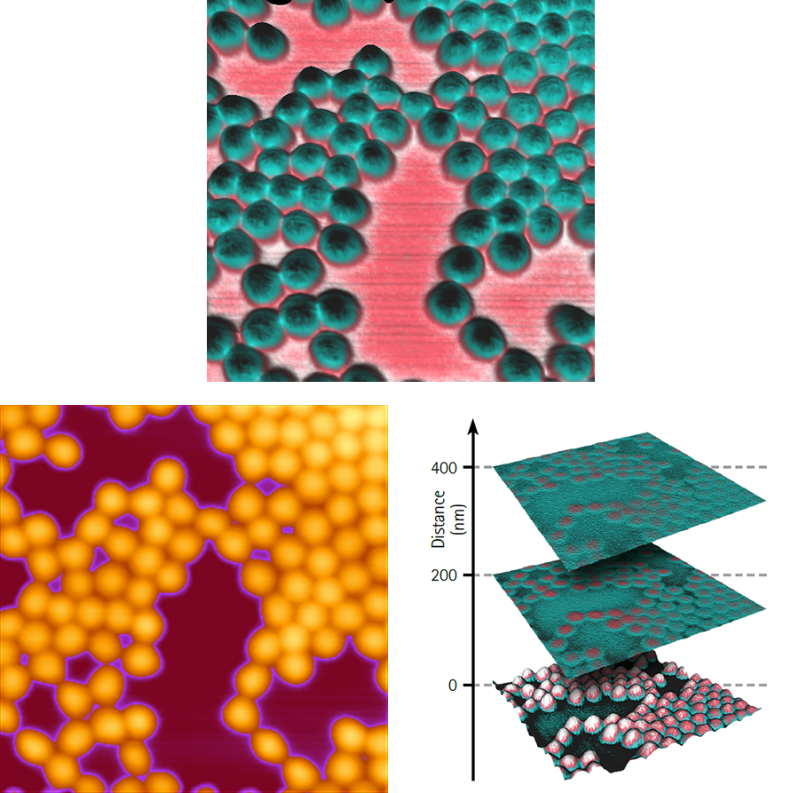  AFM electrostatic force microscopy images of NIPAM particles