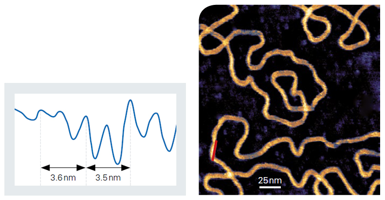 NanoWizard BioScience - DNA major minor grooves