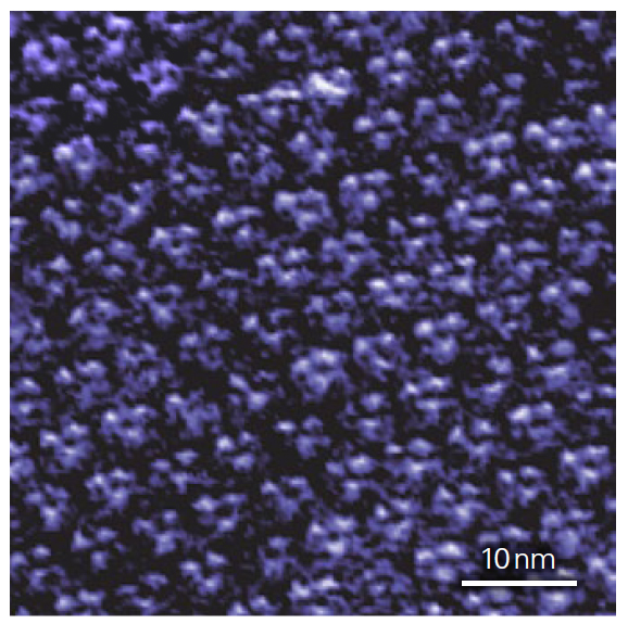 NanoWizard BioScience - Topography image of bacteriorhodopsin