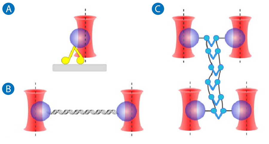 Diagram showing single, double, and multi-trap setups for tracking proteins, stretching molecules, and studying complex interactions.