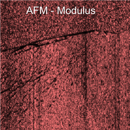 Modulus mapping image showing fine structures with greater compliance as darker regions, indicating softer material areas.