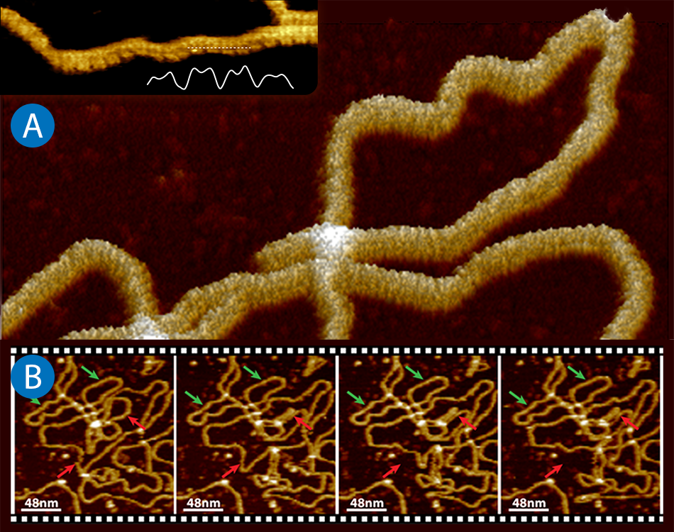 Application Note: Imaging of the DNA Double Helix with PeakForce ...