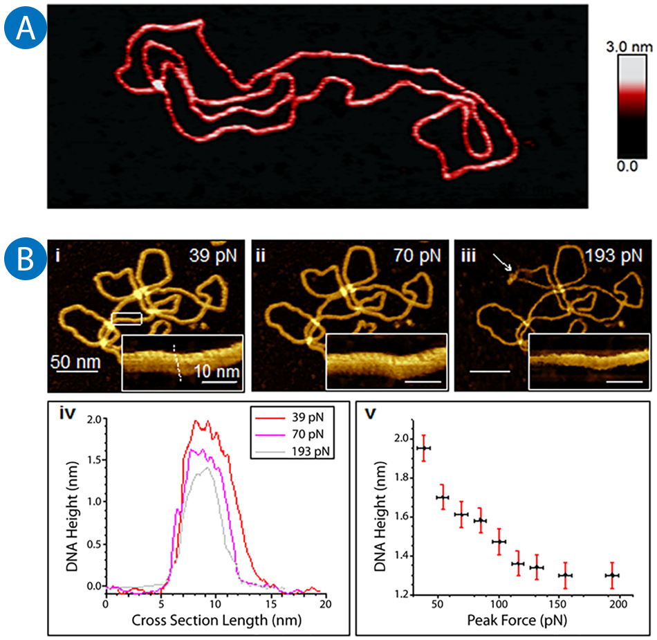 Application Note: Imaging of the DNA Double Helix with PeakForce ...