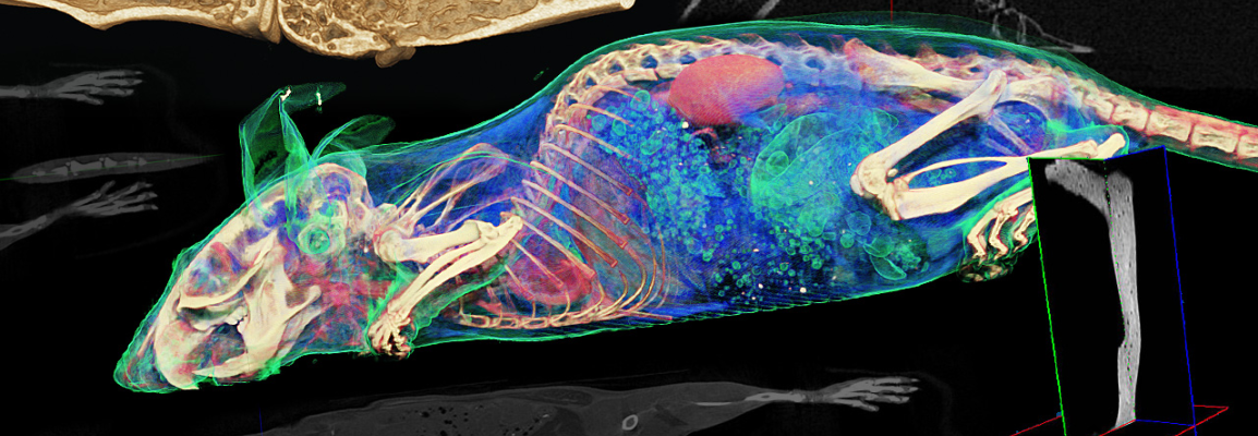 In Vivo Imaging | Bruker