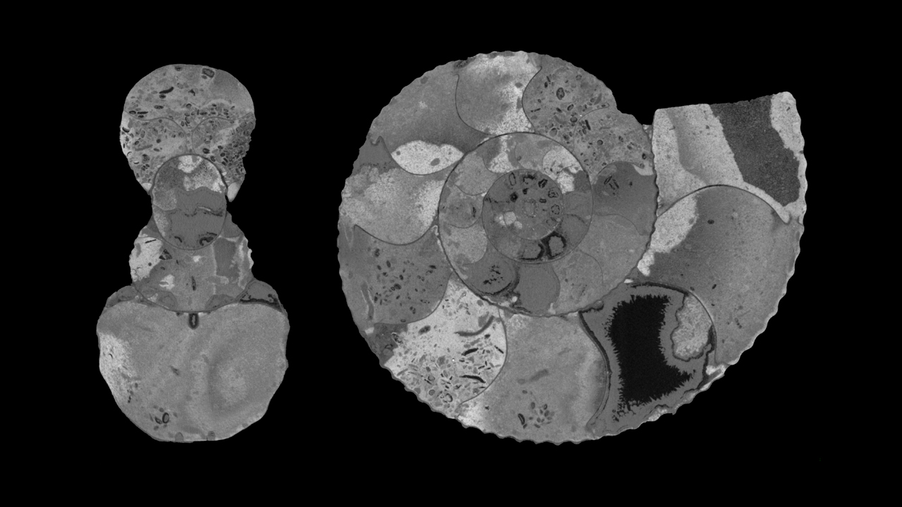 Otolith rings in the fish Labrus viridis visalised with phase retrieval