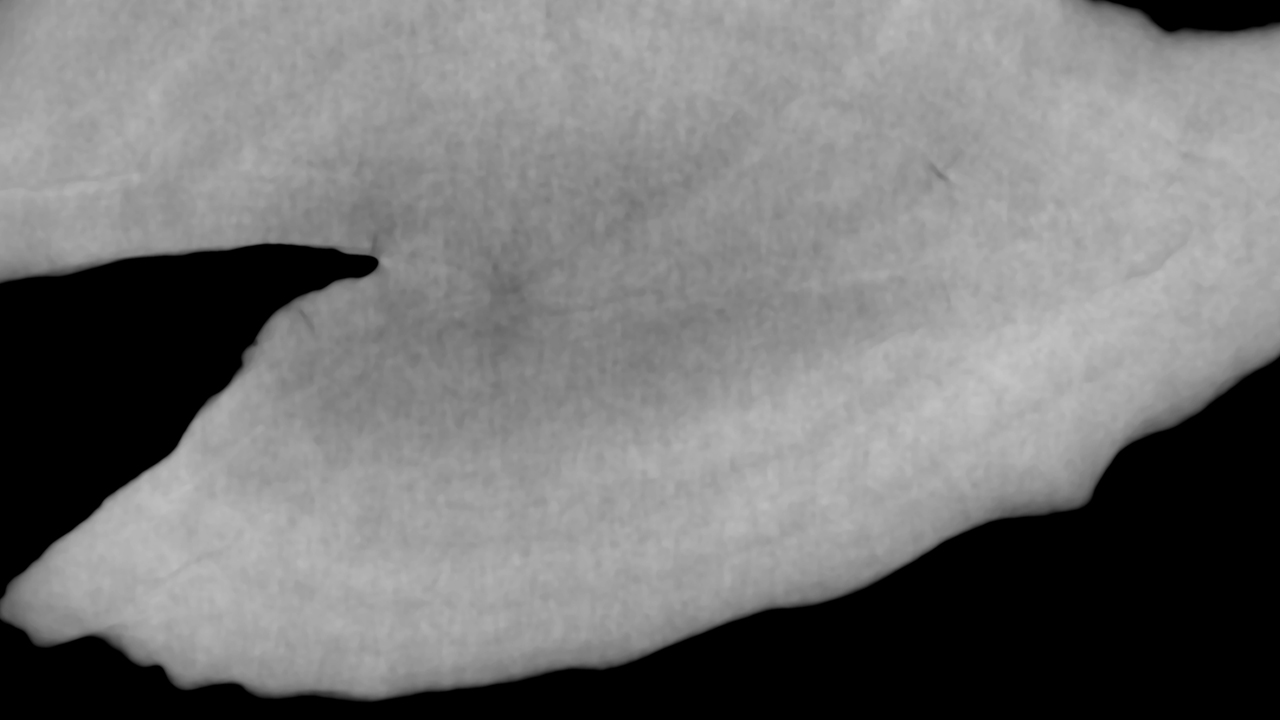 Otolith rings in the fish Labrus viridis visalised with phase retrieval