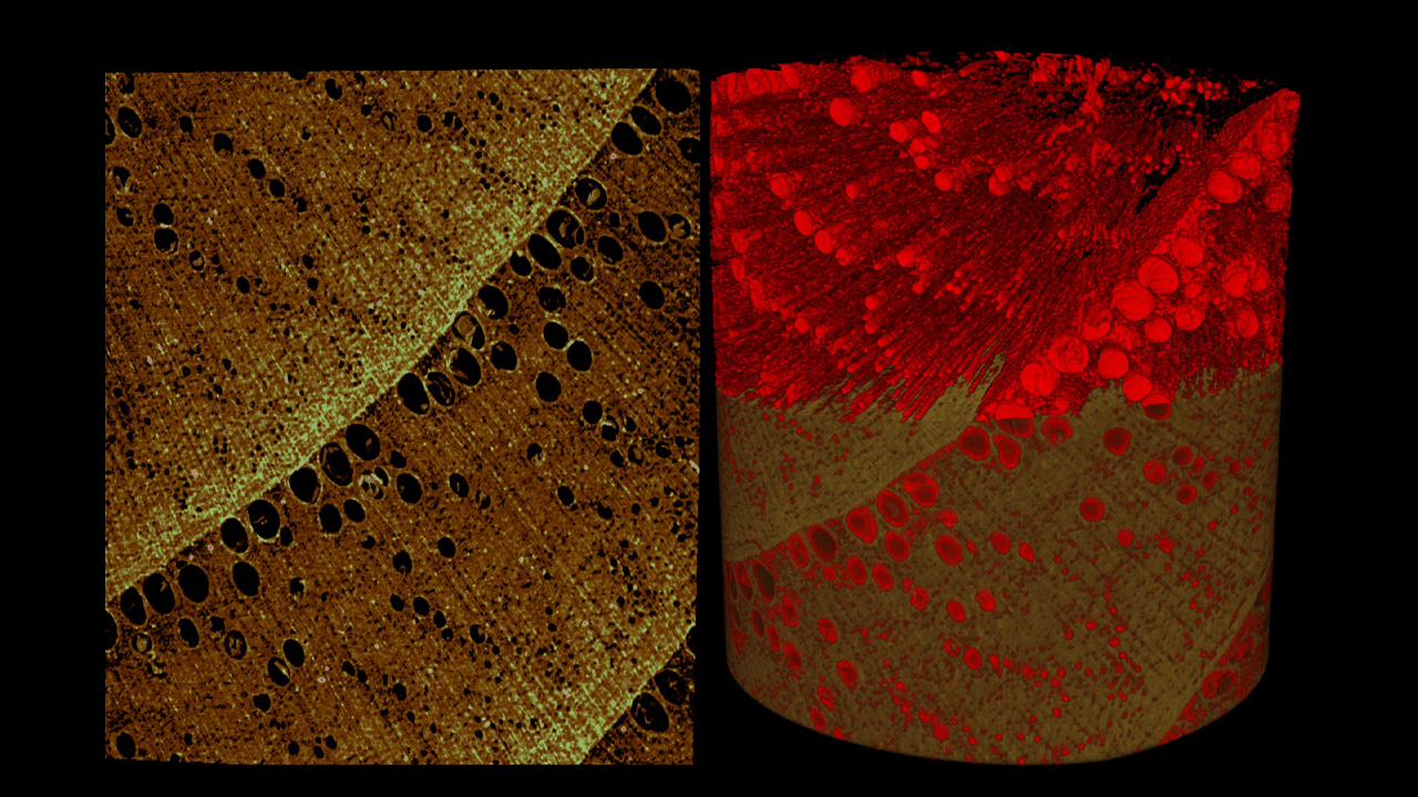 an oak wooden core imaged at 2 μm isotropic voxel size