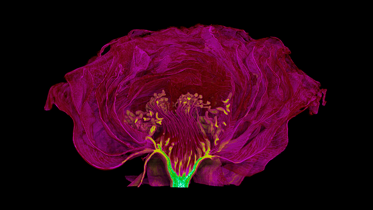 A rose flower imaged at 20 μm voxel size