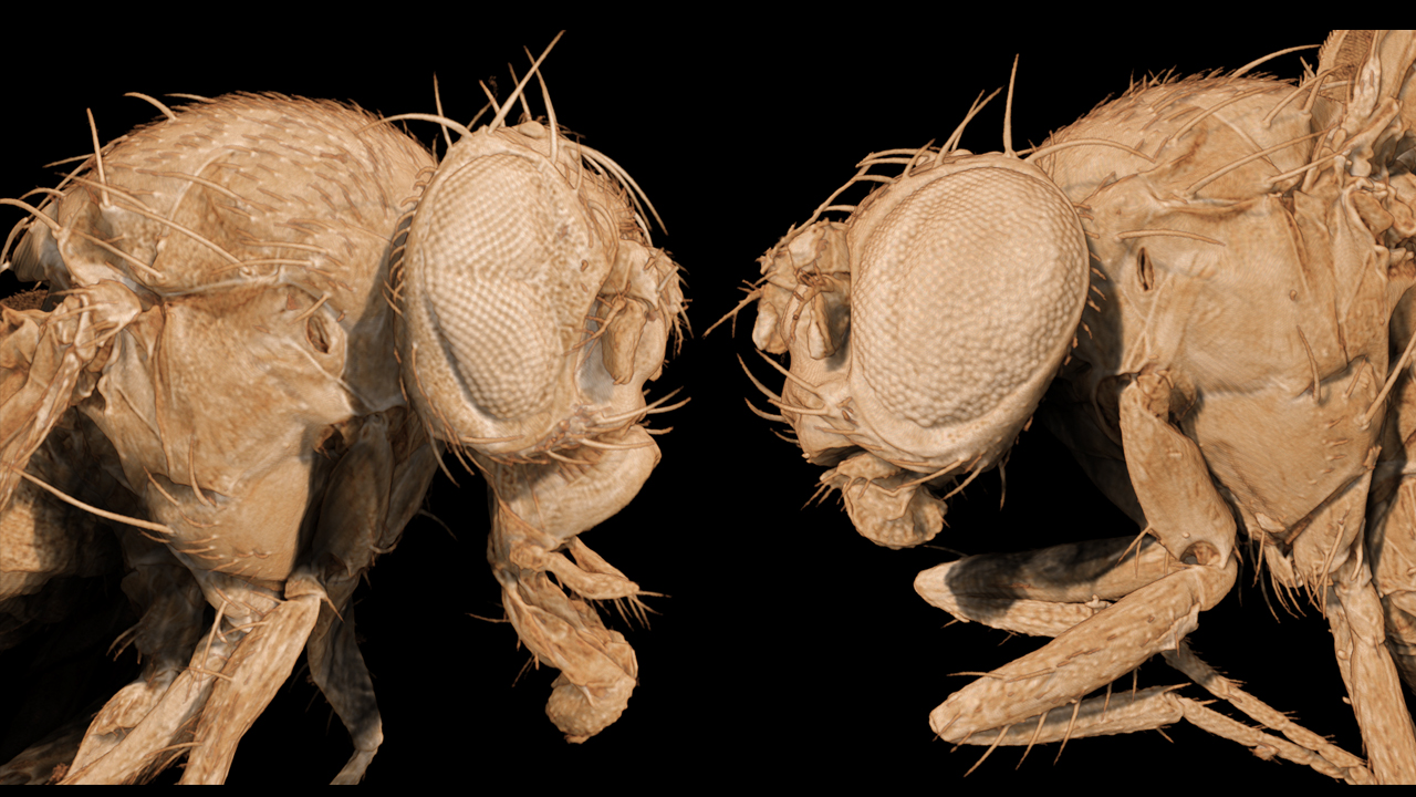 pseudo-coloured 3D volume rendering two chemically dried fruit flies