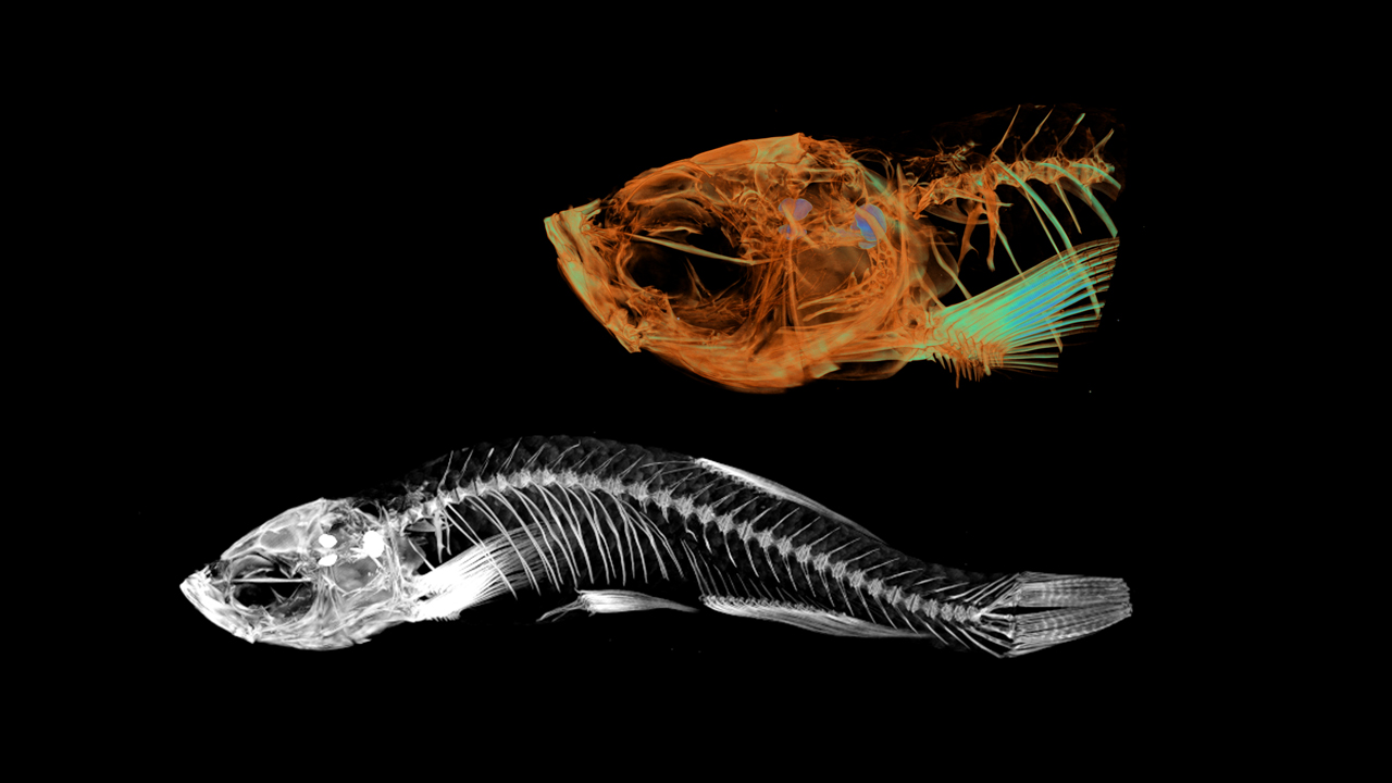 A zebrafish imaged at 3 μm isotropic voxel size