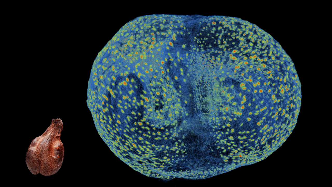 A grape seed imaged at 1.2 μm isotropic voxel size