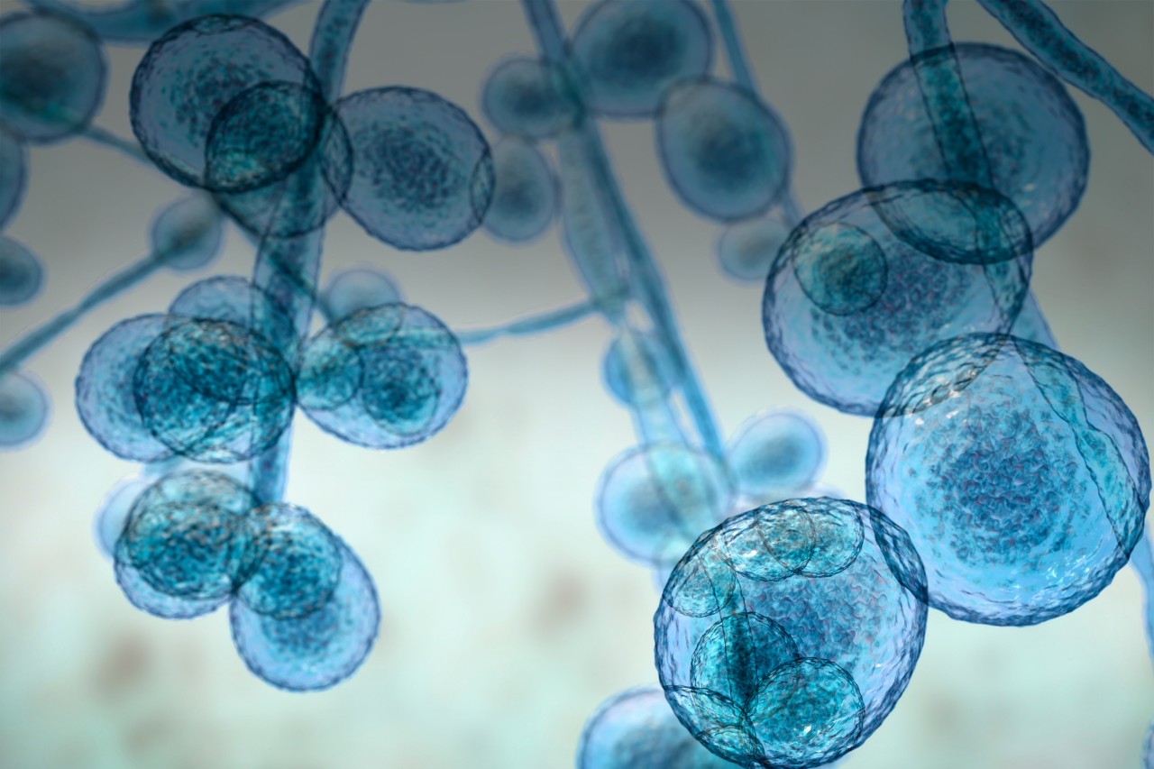 Candida auris the emerging drugresistant fungal threat Bruker