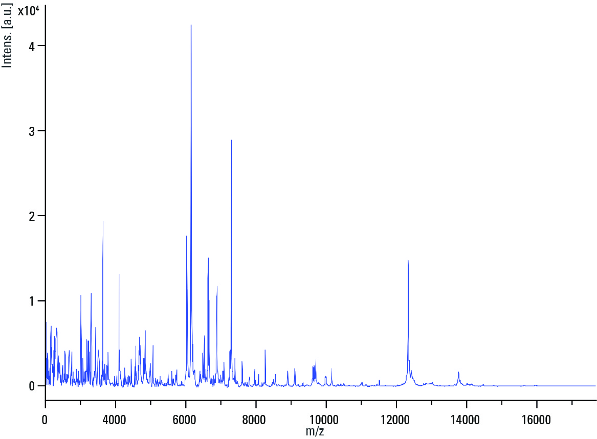 Candida auris spectrum