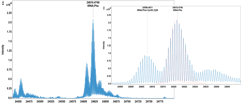 Deconvoluted spectrum of the 75mer tRNA-Phe and monoisotopic mass assignment