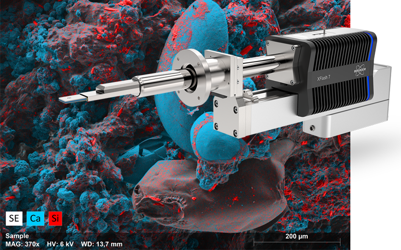 Elemental map of a microbial mat - many bulbous calcium-based structures (diatoms) surround a larger diatom. Veins of silicon can be seen. An XFlash FlatQUAD detector is overlaid.