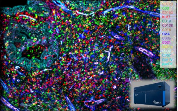 Human FFPE tonsil, 48-plex proteomics assay captured on the CellScape Platform with EpicIF Technology. 