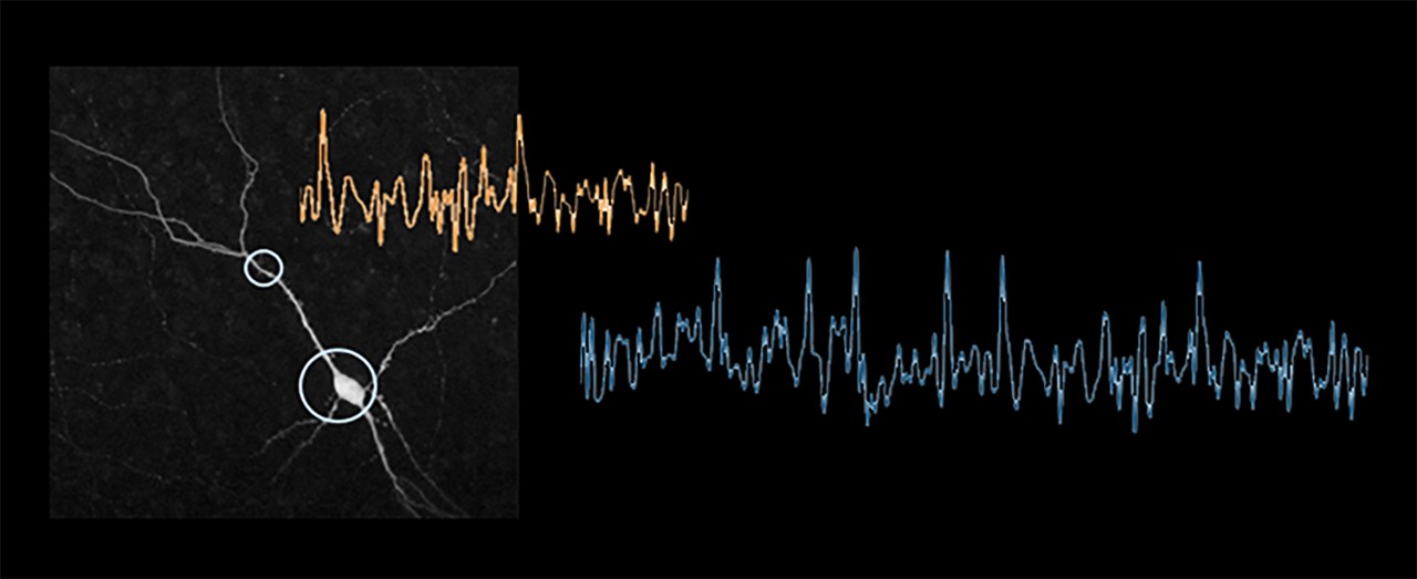 Fluorescent voltage trace extraction with BRUKER OptoVolt module 