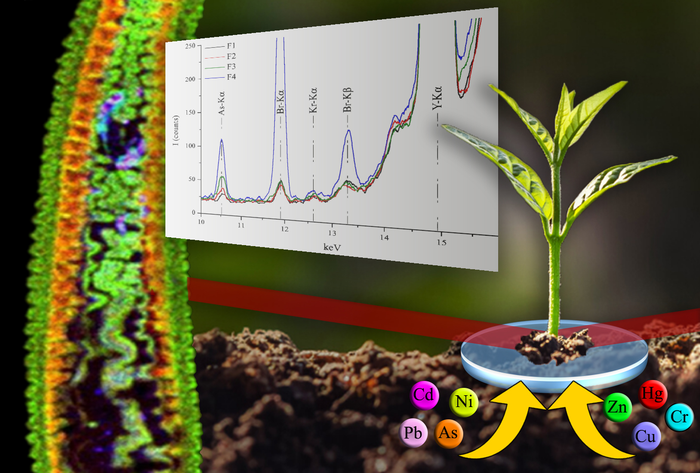 TXRF for biomonitoring