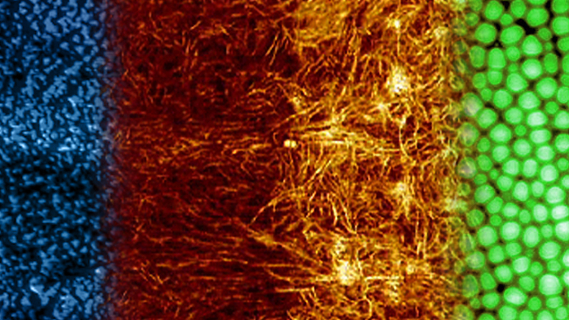 Food Science and Technology at the Nanoscale | Bruker