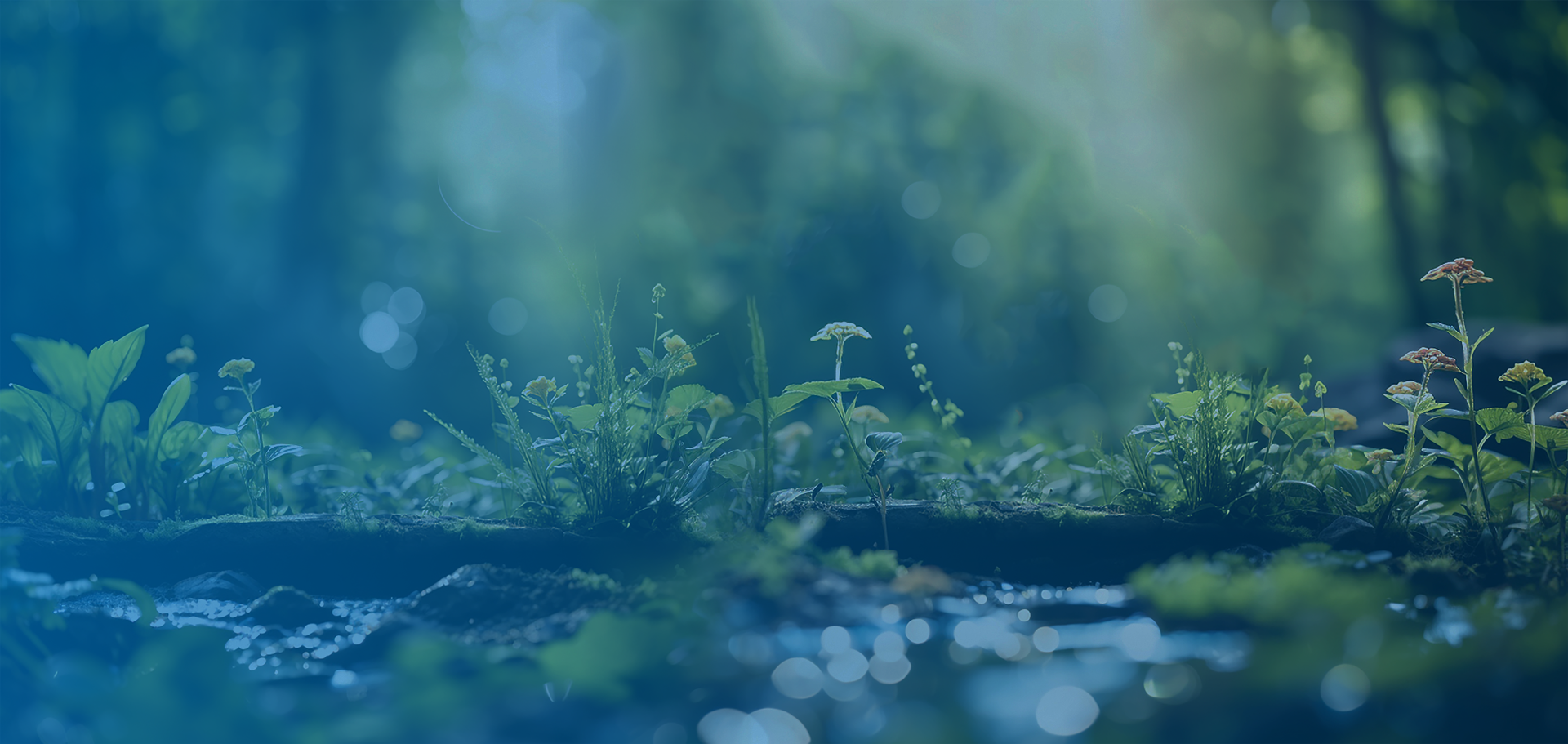 header banner environmental botanicals