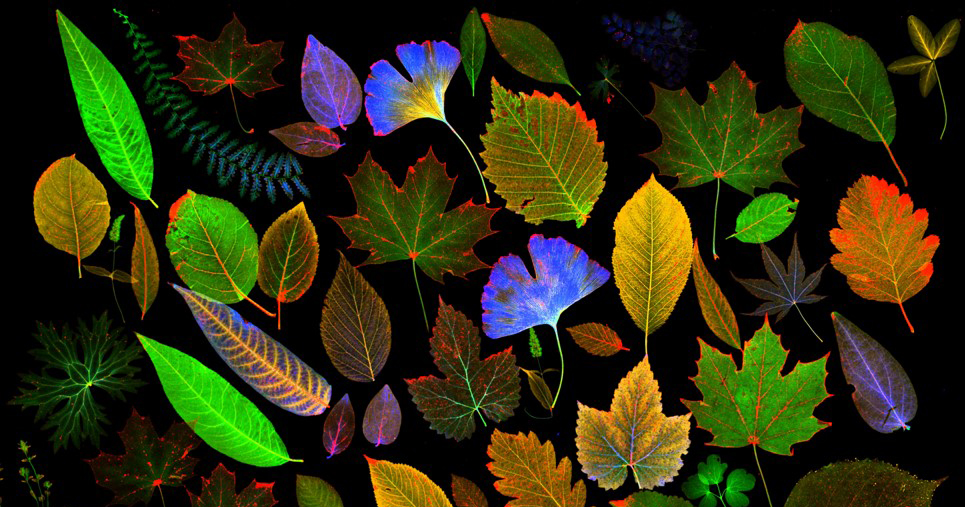 Elemental map of leaves captured using a micro-XRF system