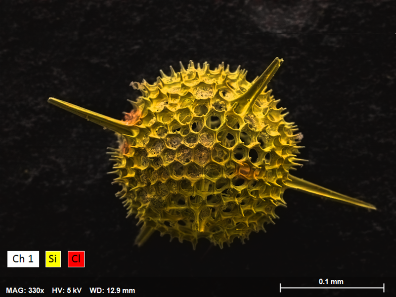 SEM EDS elemental map of a radiolaria - the spherical honeycomb-like silicon-based exoskeleton of the protazoa can be clearly seen as well as spikes extruding from it.