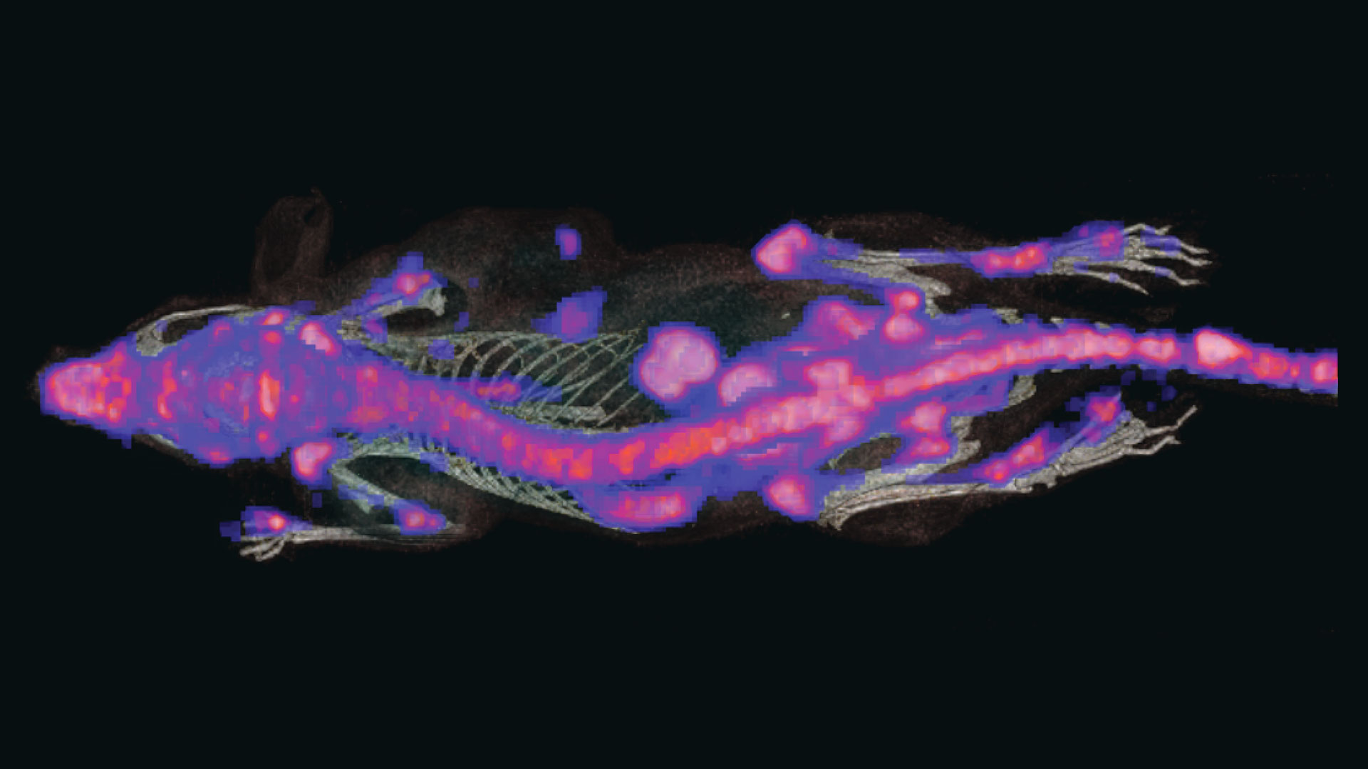 Tracking CAR-T: How Reporter Genes Drive Innovation
