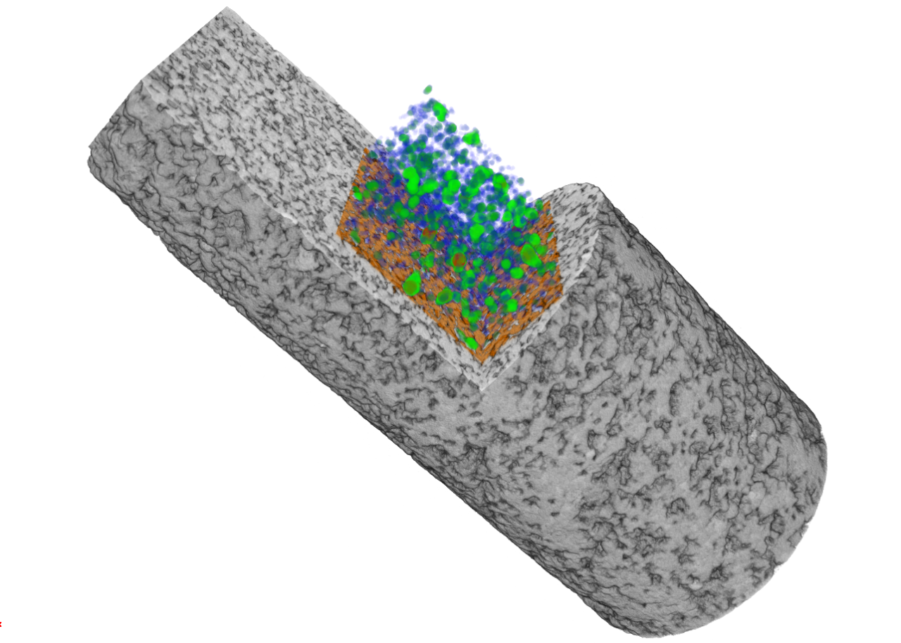3D XRM image of a sandstone mini core with partial cross section with internal pore size distribution analysis. Pores are color coded based on their size. 