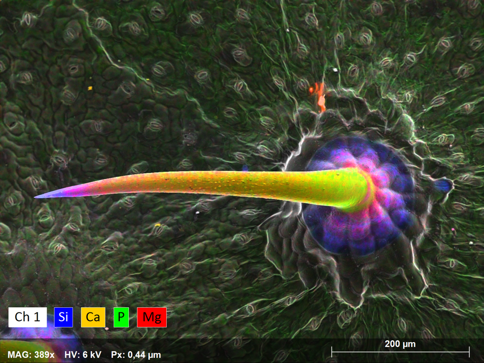 Composite elemental map of a plant trichome showing how elements (silicon, magnesium, potassium, magnesium) are distributed within the structure