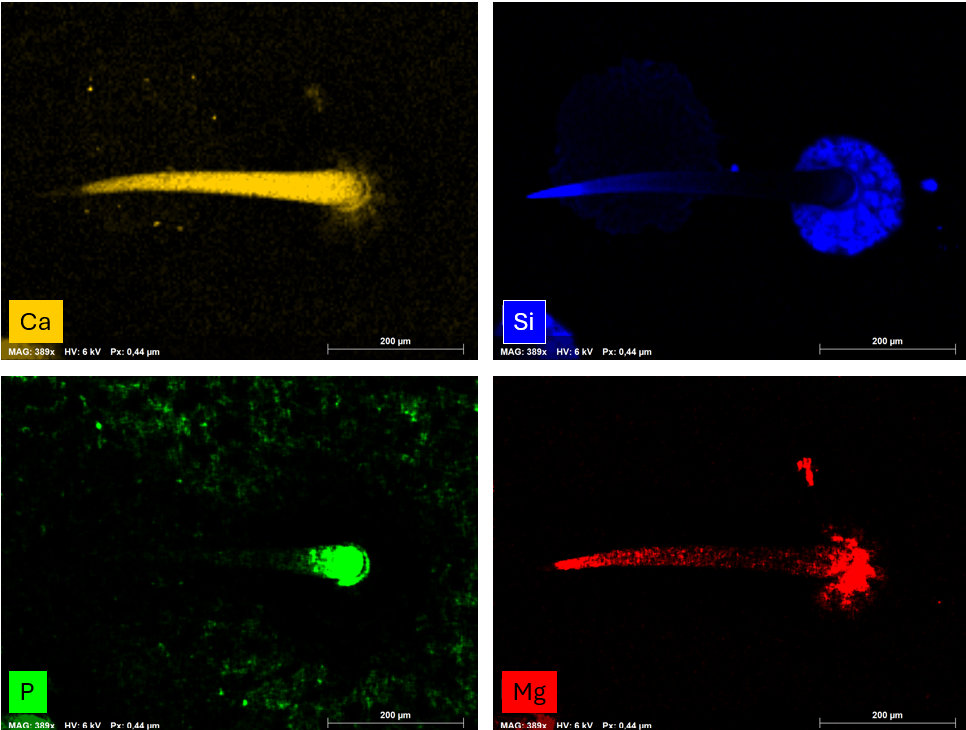 Single element maps of calcium, silicon, potassium and magnesium in a plant trichome. Calcium is distributed throughout the center of the stem, silicon is concentrated at the tip and stomata, phosphorus at the base and magnesium throughout.