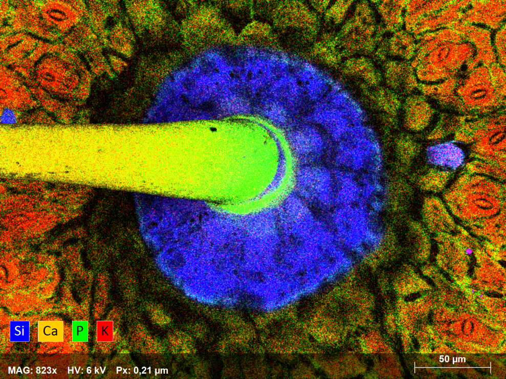 Composite elemental map showing the distribution of silicon, calcium, phosphorus and potassium surrounding a stomata